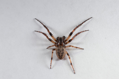 Larinioides cornutus