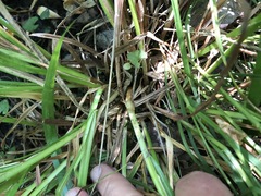 Carex laevivaginata