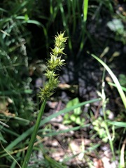 Carex laevivaginata