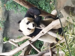 Ailuropoda melanoleuca