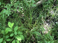 Carex laevivaginata