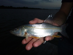 Centropomus undecimalis