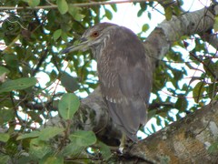 Nycticorax nycticorax