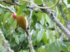 Colaptes