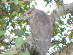 Nycticorax nycticorax