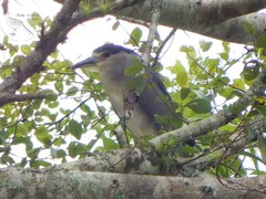 Nycticorax nycticorax