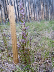 Gentianella amarella acuta