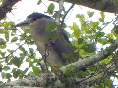 Nycticorax nycticorax