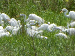 Ardea alba