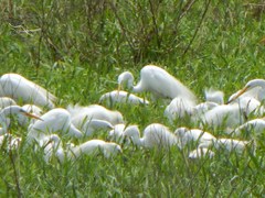 Ardea alba