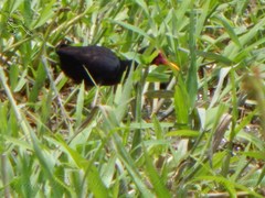 Jacana jacana