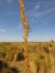 Sorghastrum