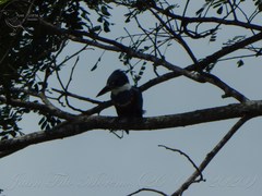 Megaceryle torquata