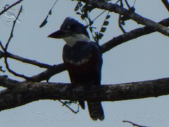 Megaceryle torquata