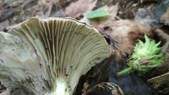 Clitocybe
