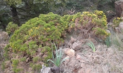 Ulex baeticus