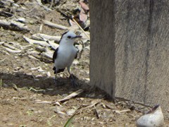 Fluvicola pica