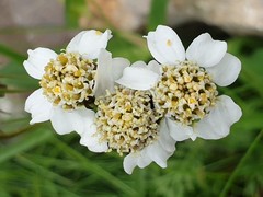 Achillea atrata