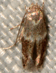 Elachista illectella