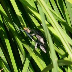 Aspidoscelis exsanguis