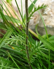 Achillea atrata