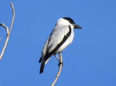 Black-Crowned Tityra photo 3