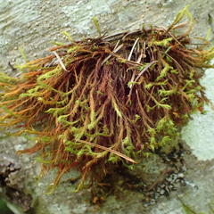 Orthotrichum papillosum