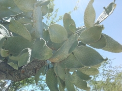 Consolea moniliformis