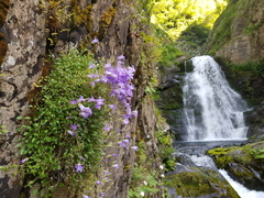Campanula petrophila