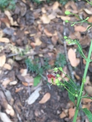 Scrophularia parviflora