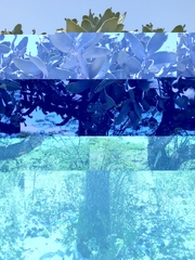 Consolea moniliformis