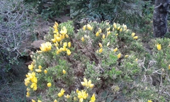 Ulex baeticus