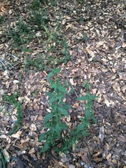 Scrophularia parviflora