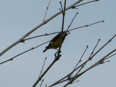 Spinus xanthogastrus