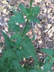 Scrophularia parviflora