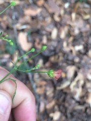 Scrophularia parviflora