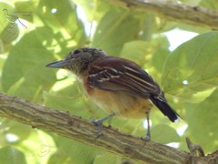 Sakesphorus canadensis