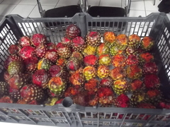 Stenocereus montanus