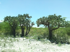 Consolea moniliformis