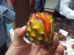 Stenocereus montanus