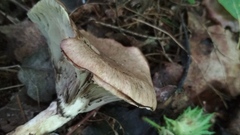 Clitocybe