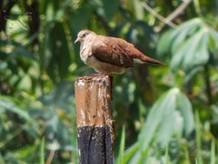 Columbina talpacoti