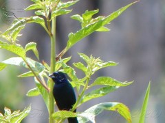 Volatinia jacarina