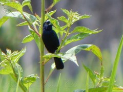 Volatinia jacarina