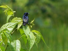 Volatinia jacarina