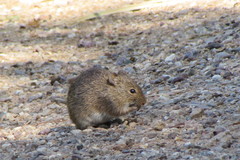 Sigmodon arizonae