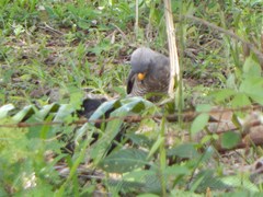 Rupornis magnirostris