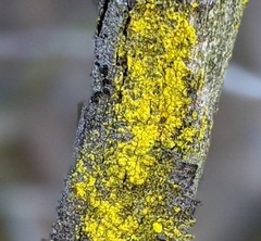 Chrysothrix granulosa