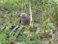 Rupornis magnirostris