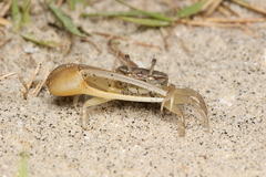 Leptuca leptodactyla